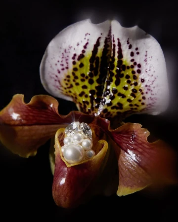 Close-up studio shot of a Lady Slipper orchid flower, adorned with pearls and gems in the center, set against a dark backdrop.