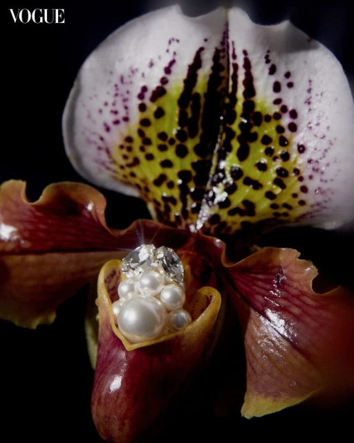Close-up photo of an orchid blossom featuring pearl and diamond jewellery nestled in the petals, set against a dark background.