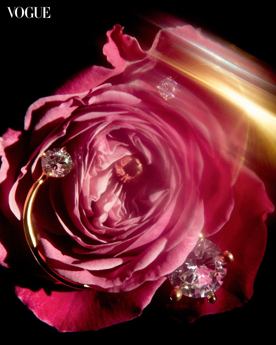 Close-up of a pink rose with a diamond and gold earring in soft lighting against a dark background; floral still life. 