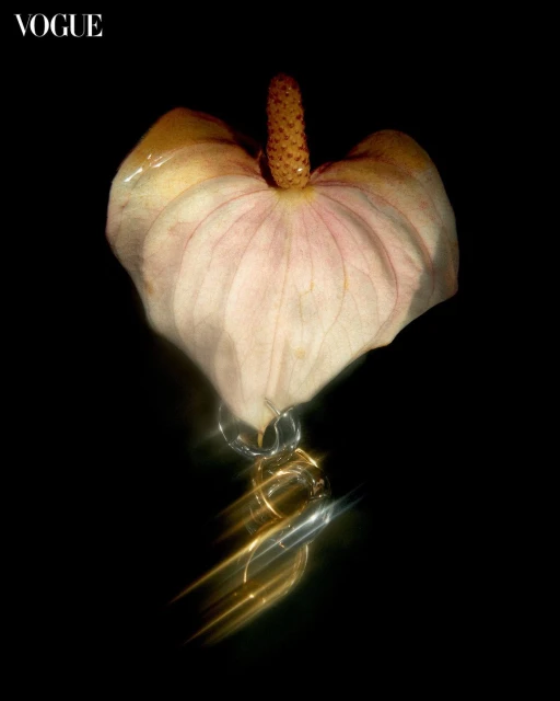 Pink anthurium flower with a gold and silver chain on a dark backdrop, shot for Vogue, accentuating luxury, nature, and high-end jewelry.