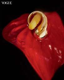 Close-up of a glossy red anthurium flower with a polished gold ring resting on its yellow spadix against a black background.