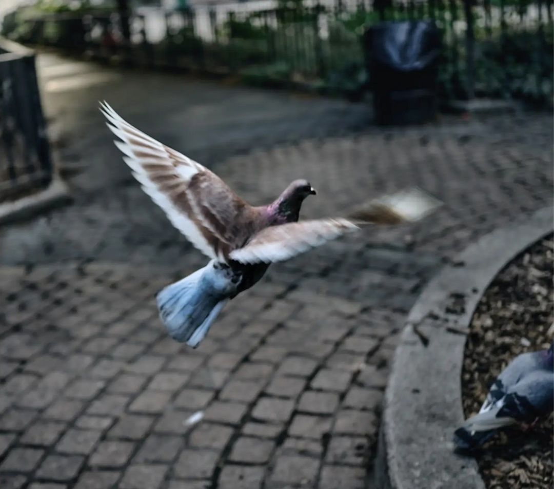 A brown pigeon with white wings takes flight in a park, wings spread wide, on a paved surface with trees and greenery in the background.