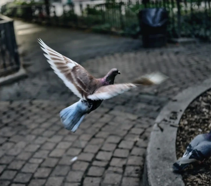 A brown pigeon with white wings takes flight in a park, wings spread wide, on a paved surface with trees and greenery in the background.