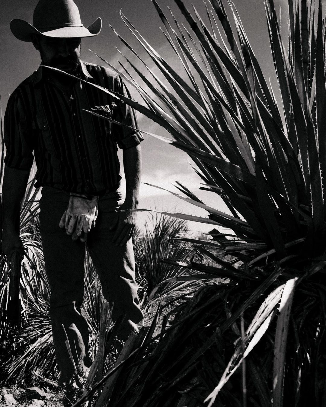 Monochrome portrait of a man in cowboy hat standing among tall spiky plants under a bright sky, conveying a Western aesthetic.