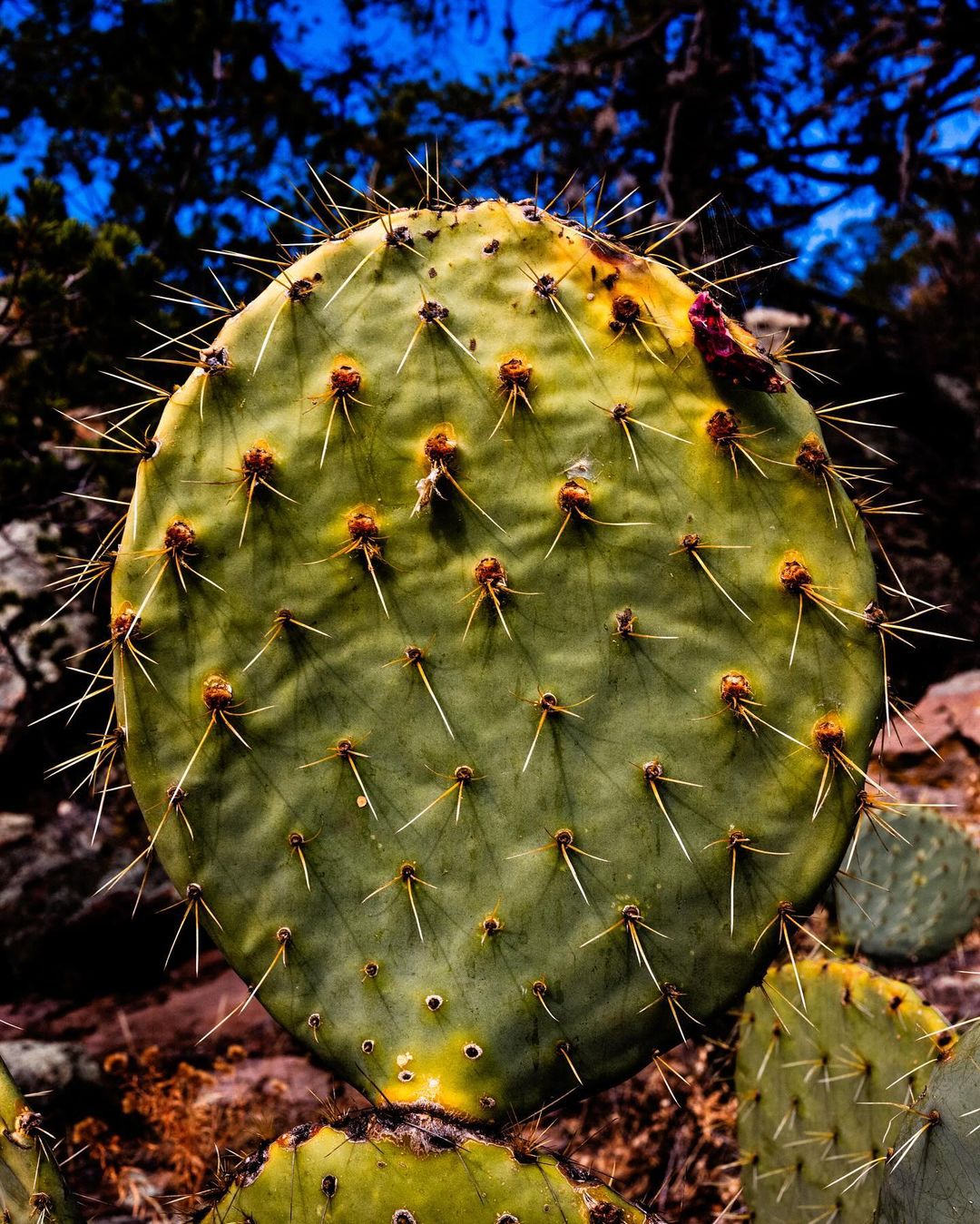 Close-up of a prickly pear cactus pad featuring sharp spines, set against a backdrop of blurred vegetation and a bright blue sky.