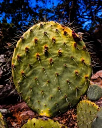 Close-up of a green prickly pear cactus pad covered in sharp spines with a blurred natural background.
