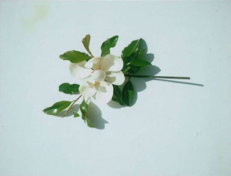 Close-up studio shot of a white magnolia blossom with green leaves on a white background, captured with soft lighting and shallow depth of field.