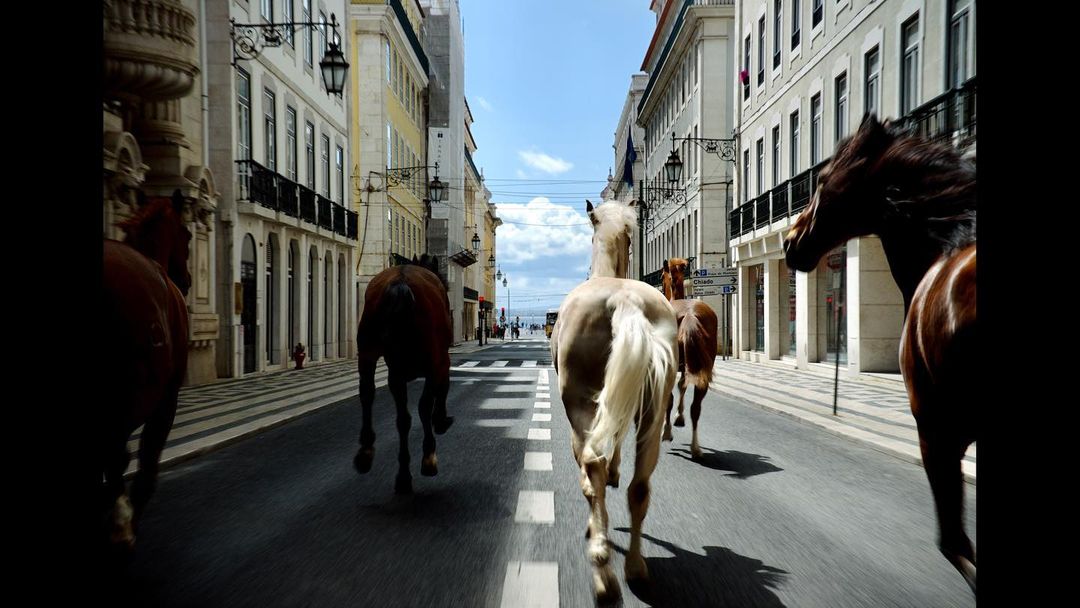 Horses running on city street lined with buildings under a blue sky. Horses are brown and white. Pedestrians visible in background.