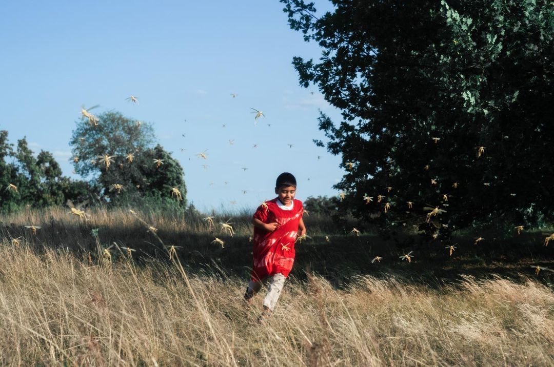A young child in a red shirt runs through a field of tall grass, surrounded by a swarm of locusts, under a clear blue sky and green trees.