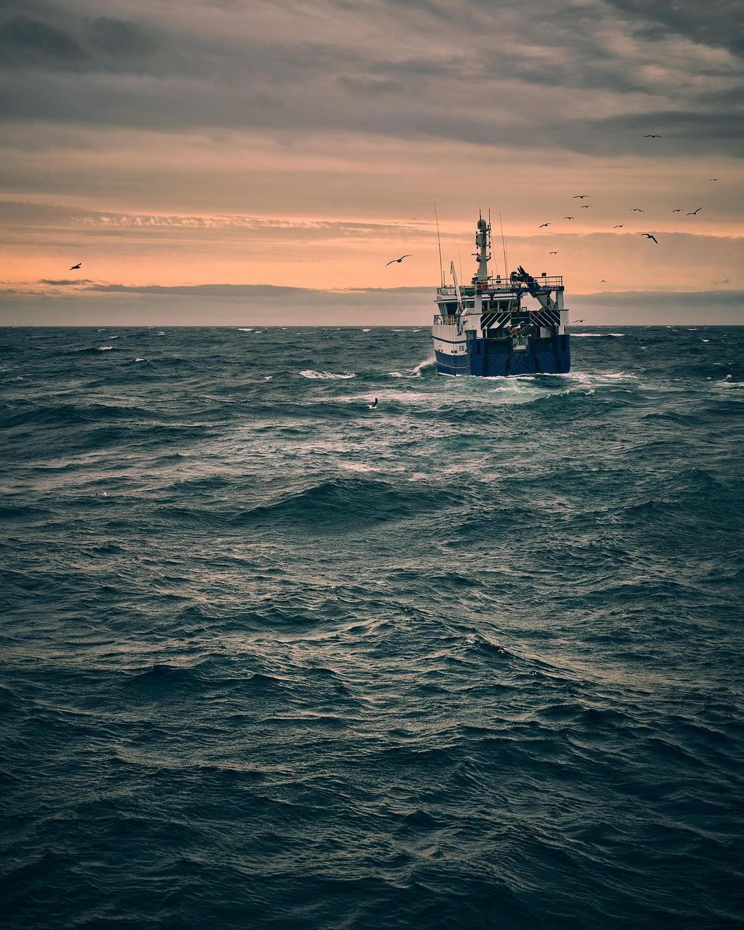 Fishing boat on the open sea under an orange-tinted sky with scattered clouds, several birds flying nearby the vessel.