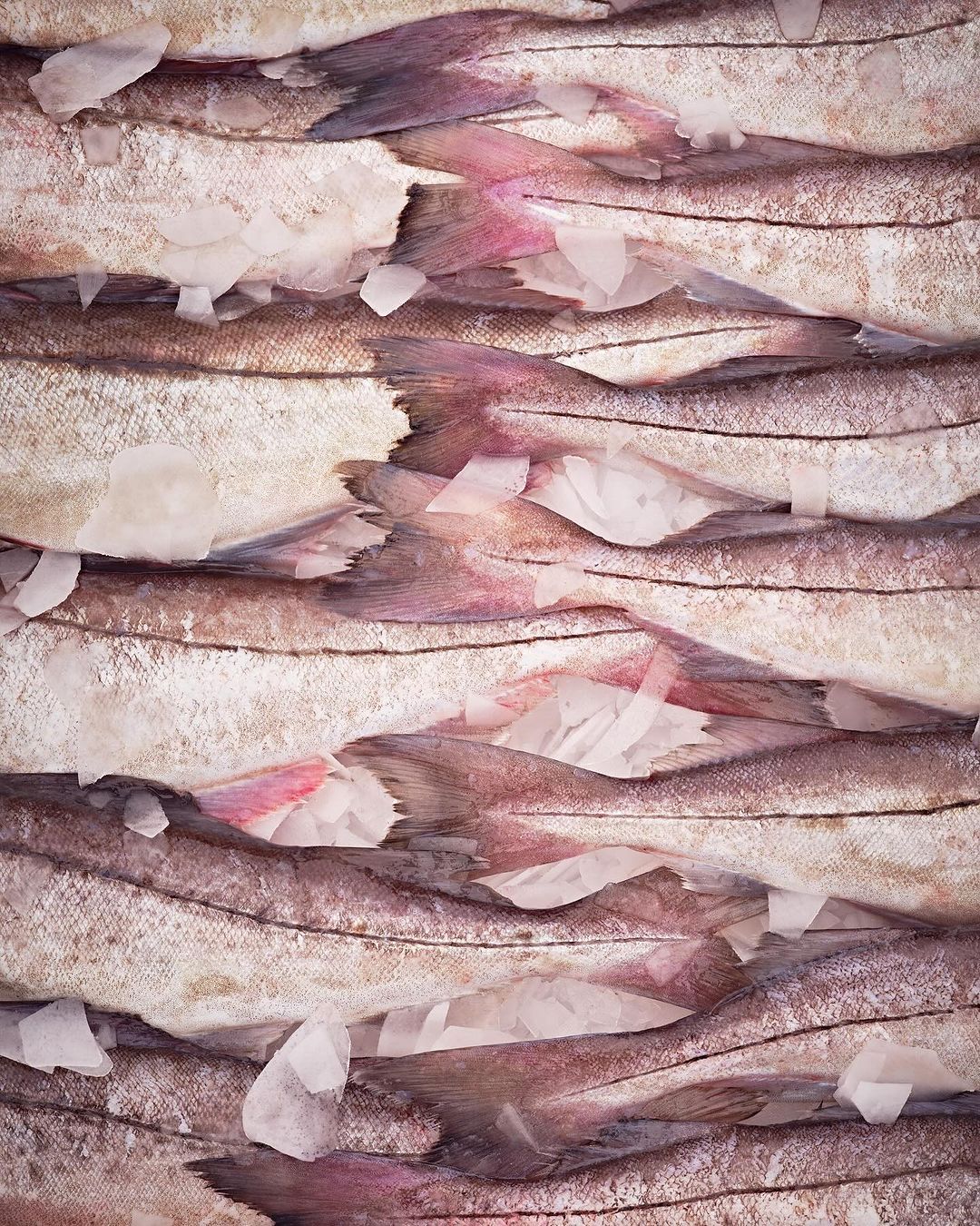 Close-up of rows of fresh raw fish with pink tails and white ice shards, creating a textured pattern for food and seafood concepts.