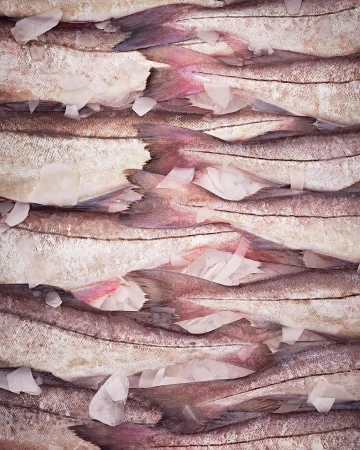 Close-up of rows of fresh raw fish with pink tails and white ice shards, creating a textured pattern for food and seafood concepts.