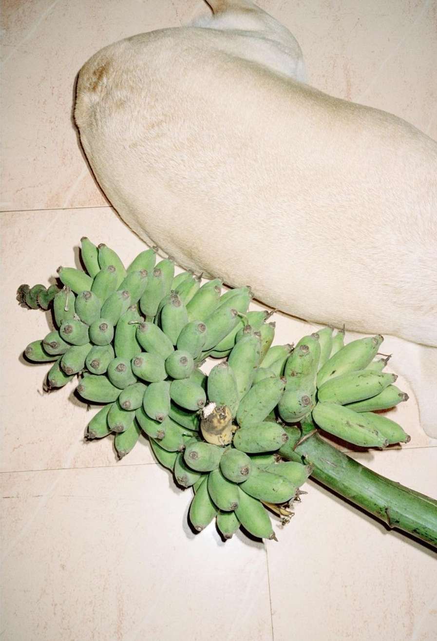 Overhead shot features a bunch of green bananas adjacent to a dog with cream-colored fur, all set against a light beige tile background.