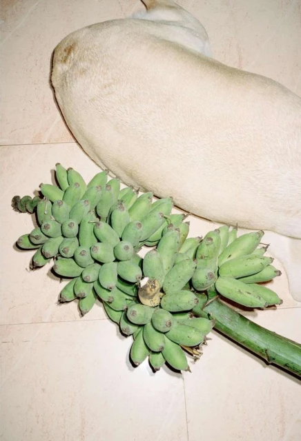 Overhead shot features a bunch of green bananas adjacent to a dog with cream-colored fur, all set against a light beige tile background.