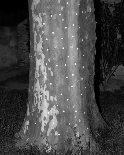 Monochrome photo of a tree trunk marked with evenly spaced white dots, set against a dark background of foliage and a dark night sky.