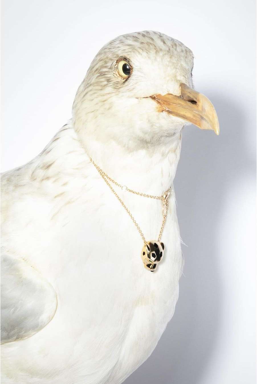 Close-up of a white and grey bird wearing a gold necklace with a panda pendant against a plain white background, studio lit.