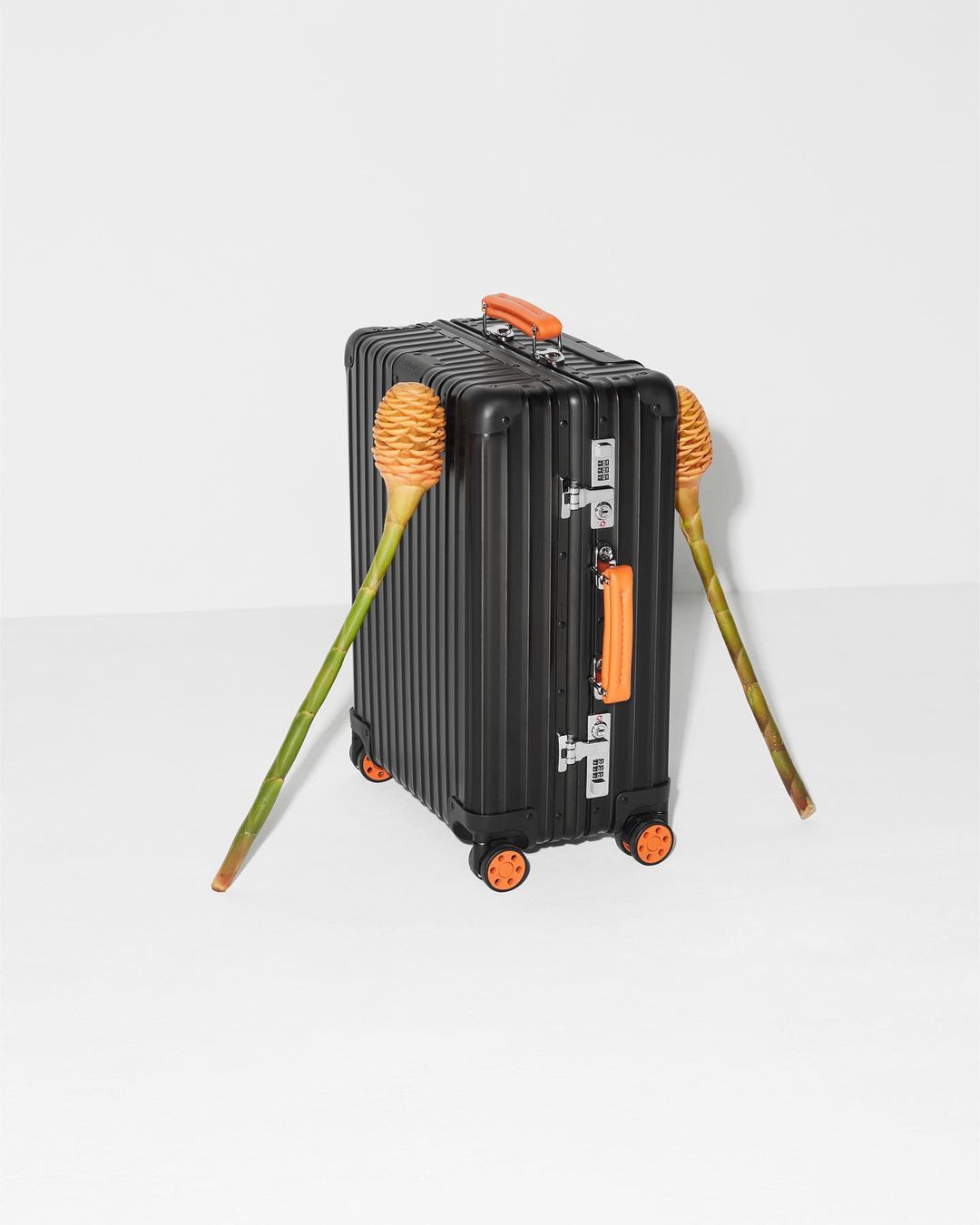 Black rolling suitcase with orange trim and two torch ginger flower stalks leaning on either side, set against a white backdrop.