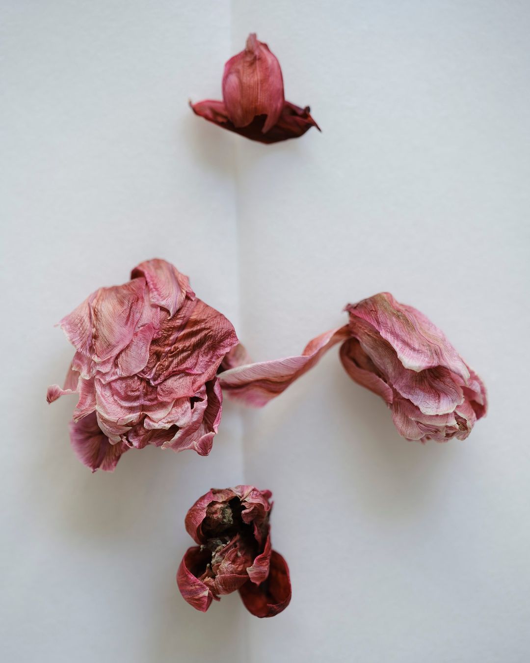 Studio shot of four wilted pink tulips arranged on a white surface, evoking themes of decay and floral art.
