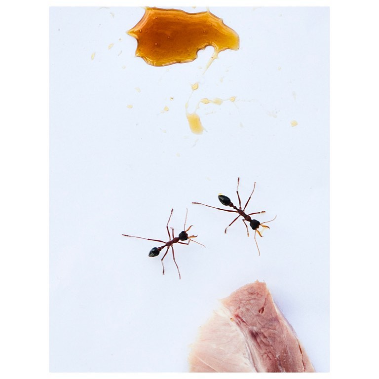 Overhead shot of two ants near a piece of meat and a puddle of liquid on a white surface, capturing a macro view of insect behavior.