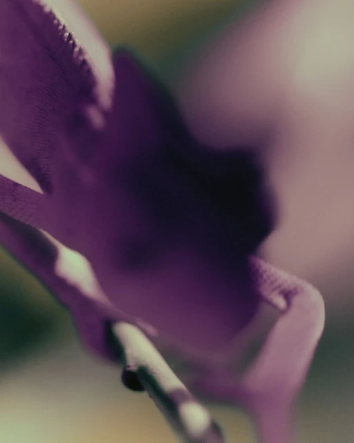 Macro photography of a purple orchid flower with smooth petals and a stem, set against a soft, blurred background with muted colors.