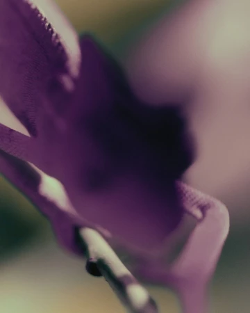 Macro photography of a purple orchid flower with smooth petals and a stem, set against a soft, blurred background with muted colors.