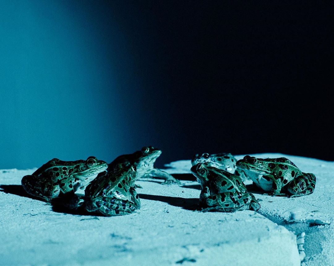 Group of six green frogs with dark spots resting on a light-colored textured surface against a dark blue background, creating a cool-toned scene.