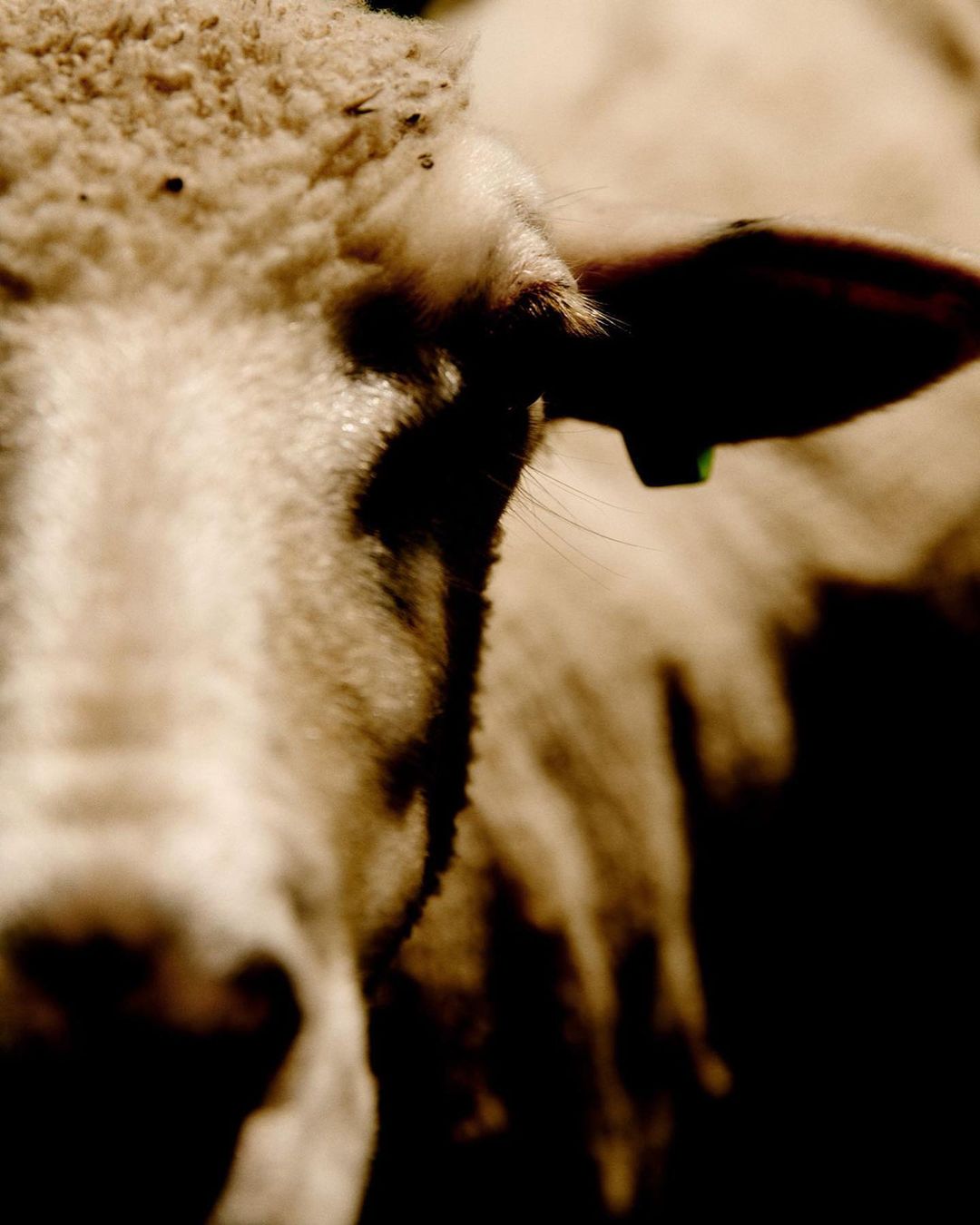 Close-up shot of a sheep's head with white fleece in natural light, capturing the texture of its wool and ear, in a dimly lit outdoor setting.