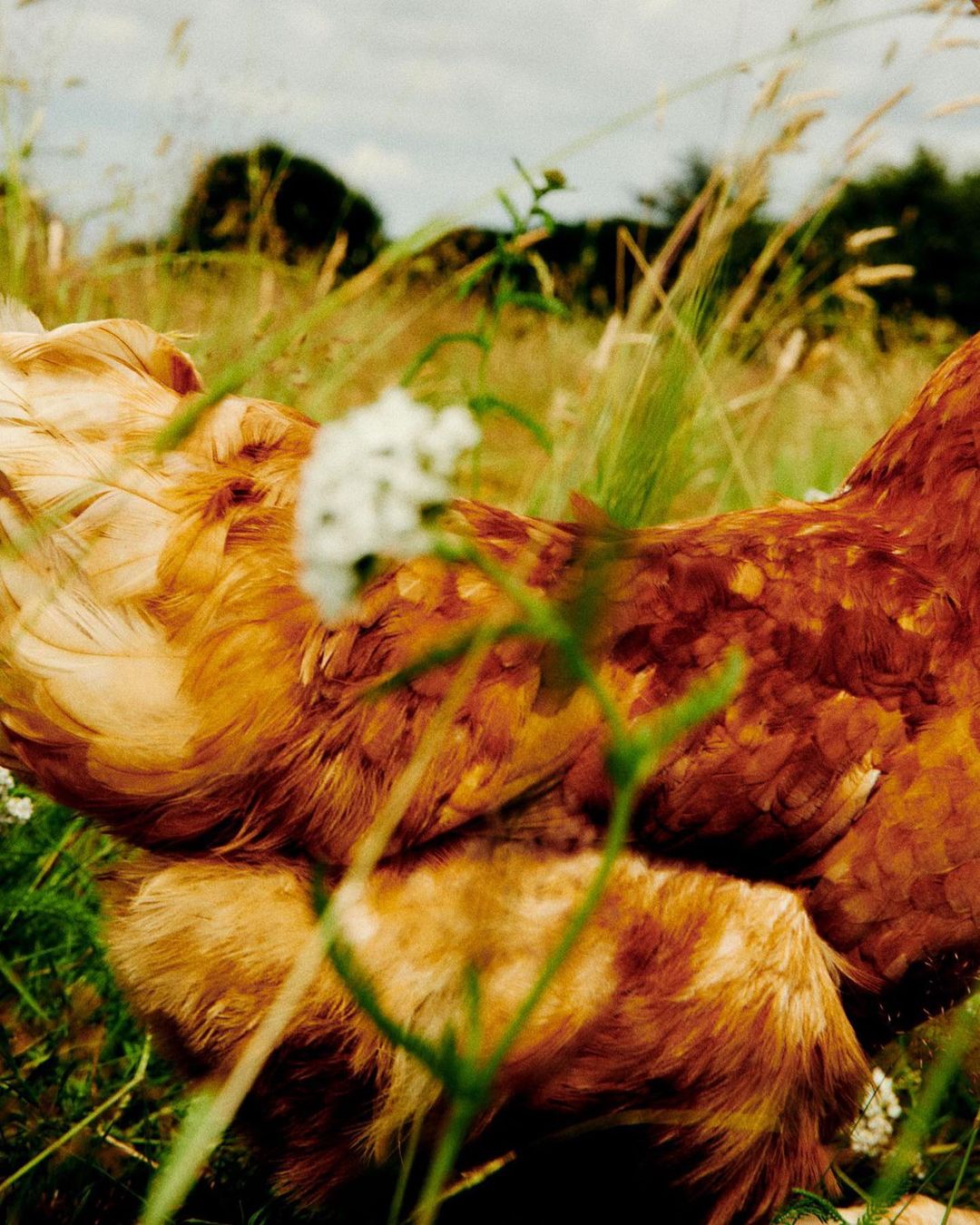 Close-up of a reddish-brown chicken in a field of tall green grass and white wildflowers under an overcast sky, creating a natural, rural scene.