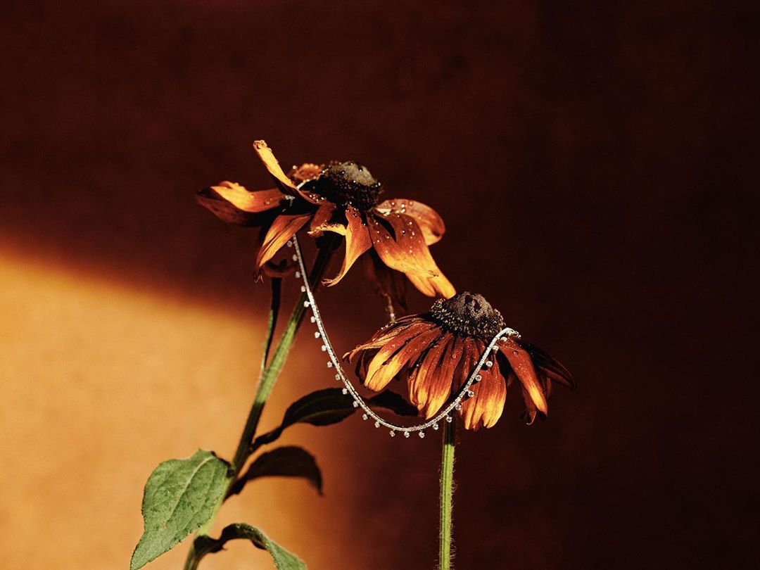 Close-up of two wilting rudbeckia flowers, one adorned with a diamond necklace, set against a softly lit amber and brown backdrop.