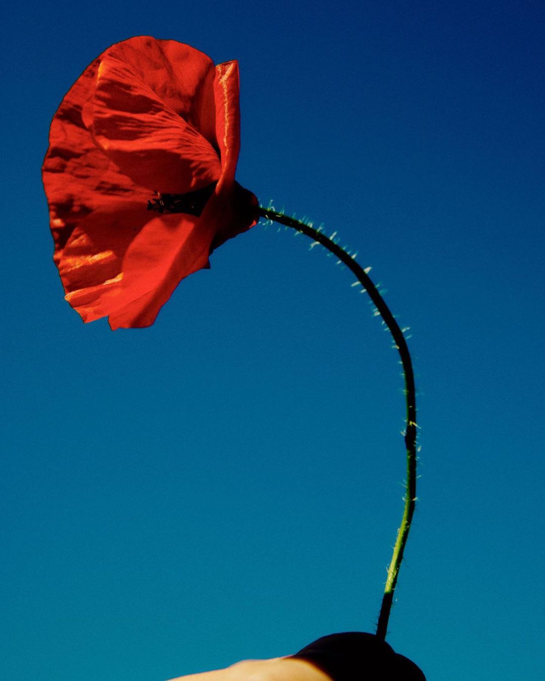 Close-up of a vibrant red poppy flower held by a hand against a vivid blue sky, creating a striking contrast and botanical focus.