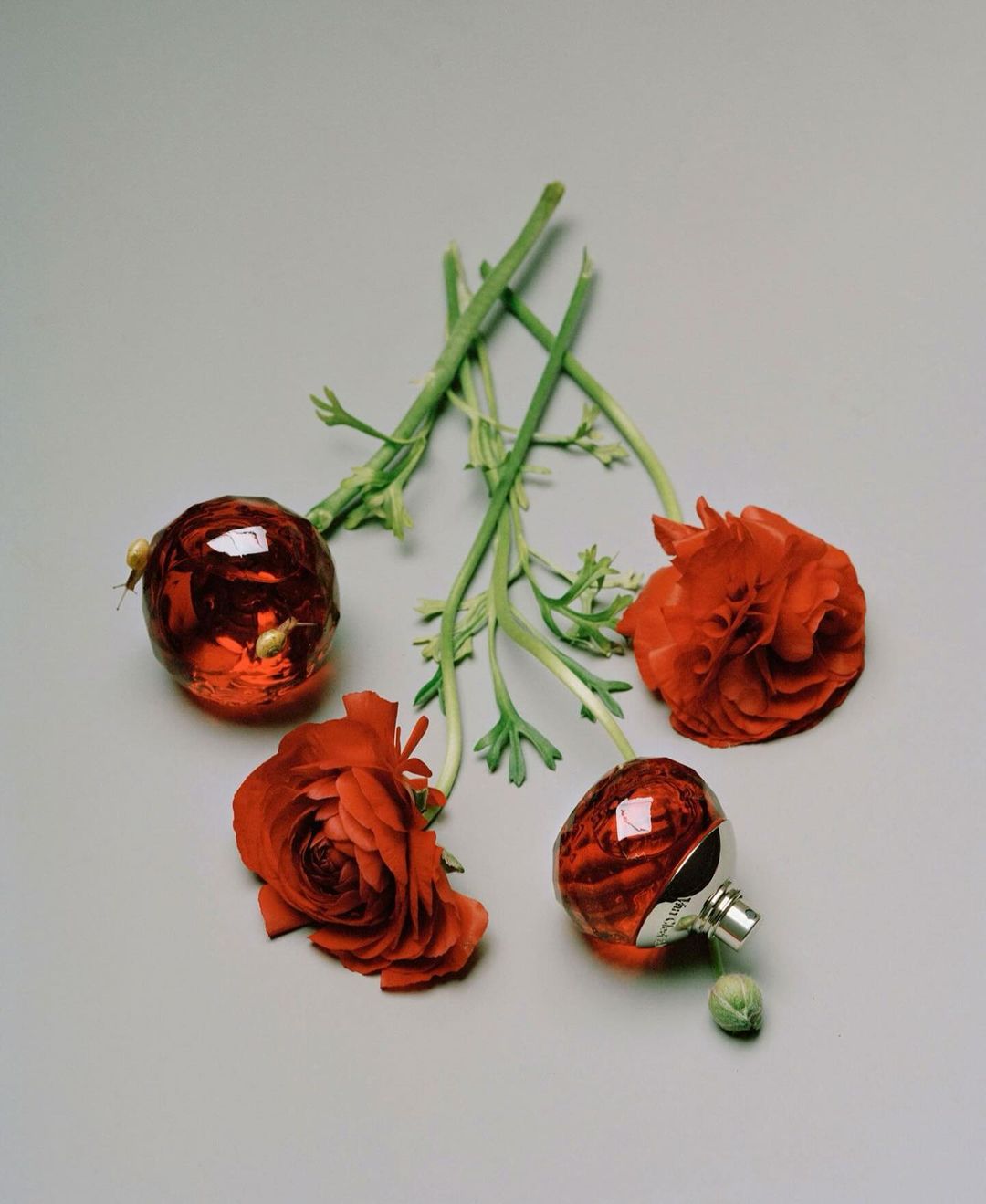 Still life shot of two perfume bottles and two red ranunculus flowers with green stems on a pale gray surface.