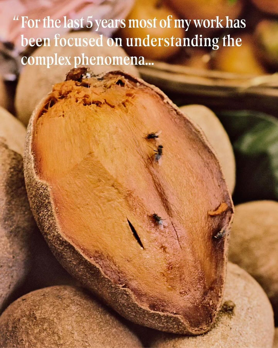 Close-up of a halved sapodilla fruit with visible flesh and a few small flies, set amongst whole sapodilla fruits.