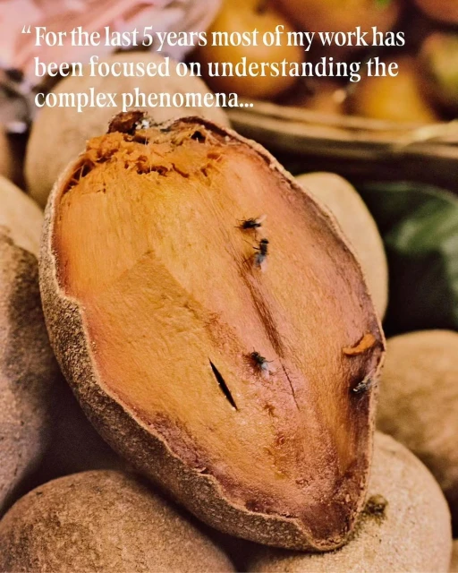 Close-up of a halved sapodilla fruit with visible flesh and a few small flies, set amongst whole sapodilla fruits.