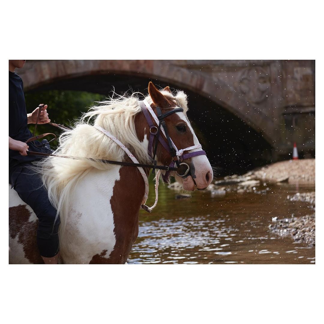 Eye-level shot of a brown and white horse standing in shallow water with a person riding it, stone bridge in the background.
