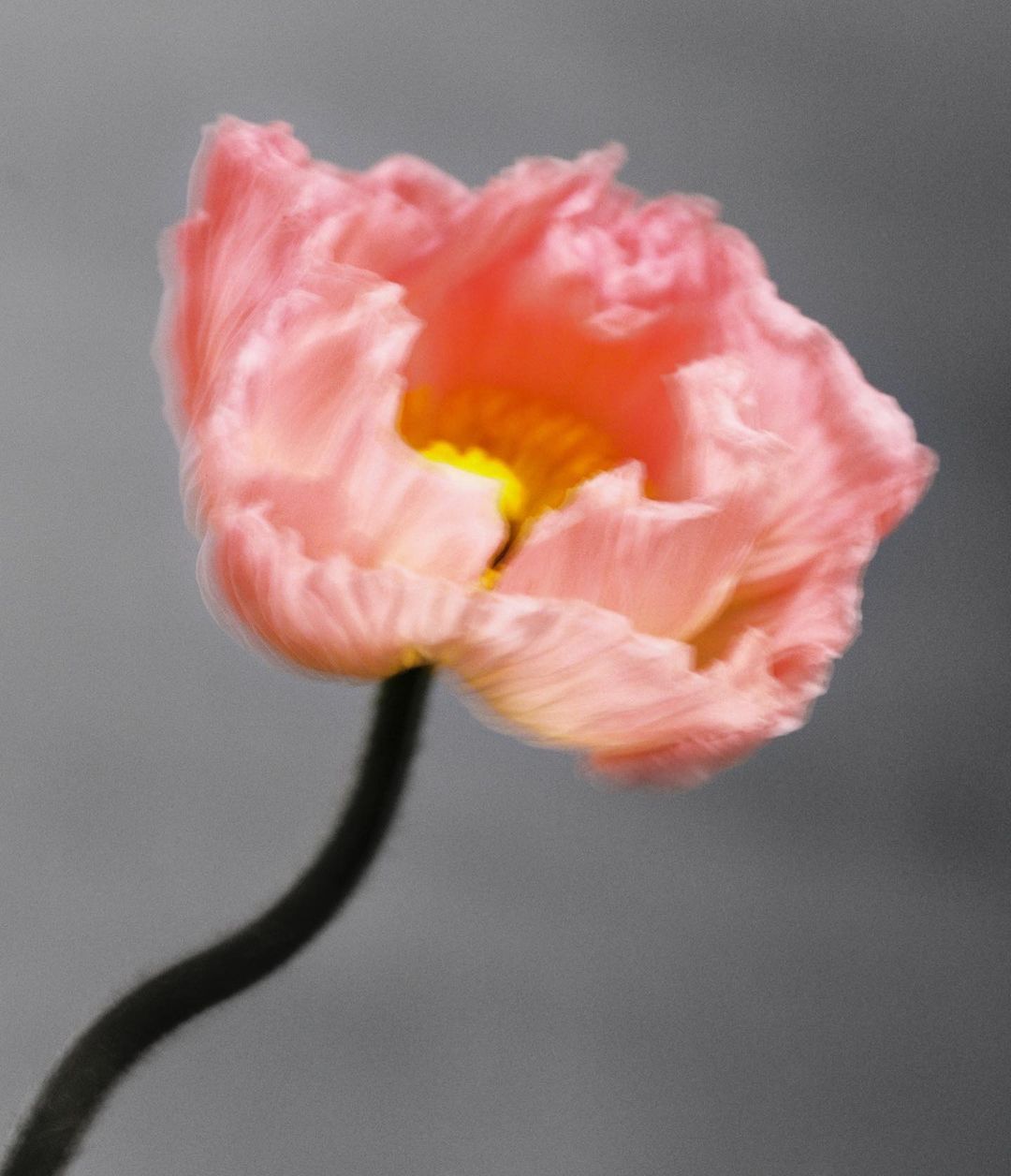 Macro photograph of a single pink poppy flower with a yellow center and a curved black stem, set against a solid grey background.