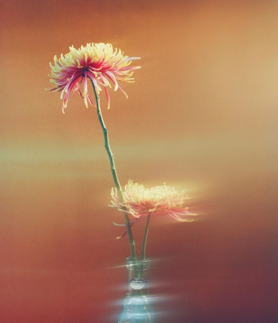 Two chrysanthemum flowers in a clear glass vase against a gradient background of orange and yellow tones with lens flare effects.