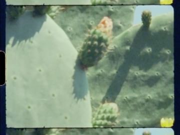 Close-up of a prickly pear cactus paddle with flower buds, showcasing a textured surface in sunlit outdoor conditions. Nature photography.