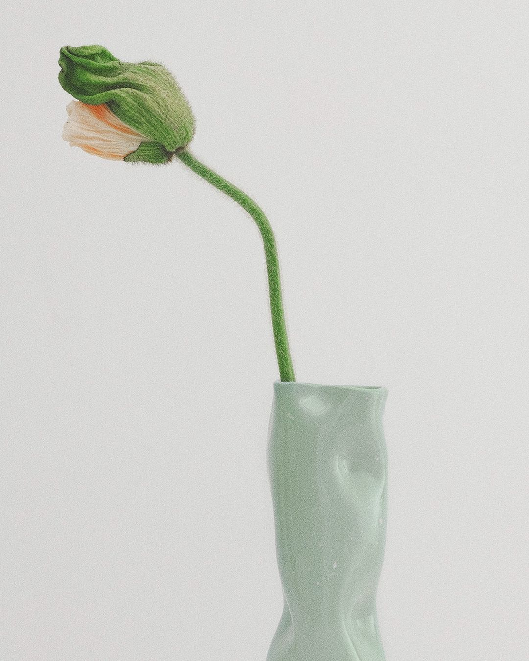 Close-up of a single light peach-colored poppy flower bud in a light green, ceramic vase against a clean, white background.