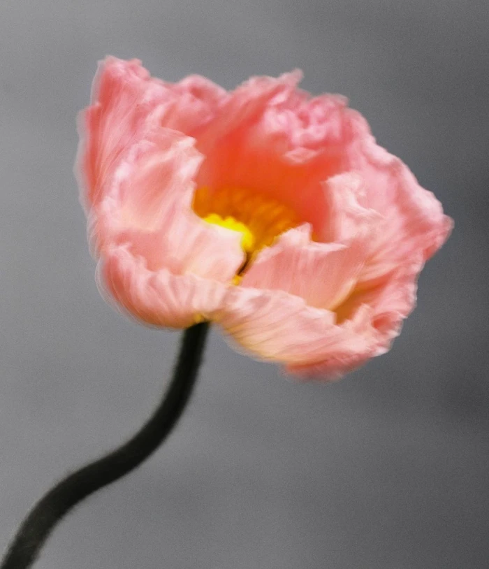 Close-up macro shot of a delicate pink poppy flower with a yellow center on a dark stem against a solid grey background