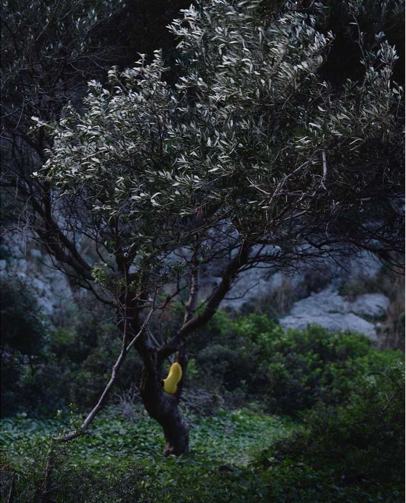 Outdoor landscape featuring a mature tree with abundant foliage, its trunk bearing a yellow object, set against a backdrop of verdant vegetation.