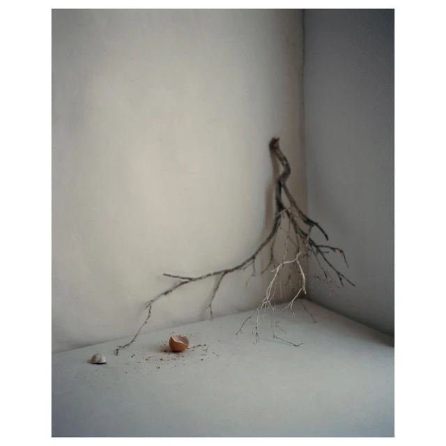 Still life photo of a broken eggshell with scattered remnants and a dried branch against a neutral wall. The composition is simple and muted.