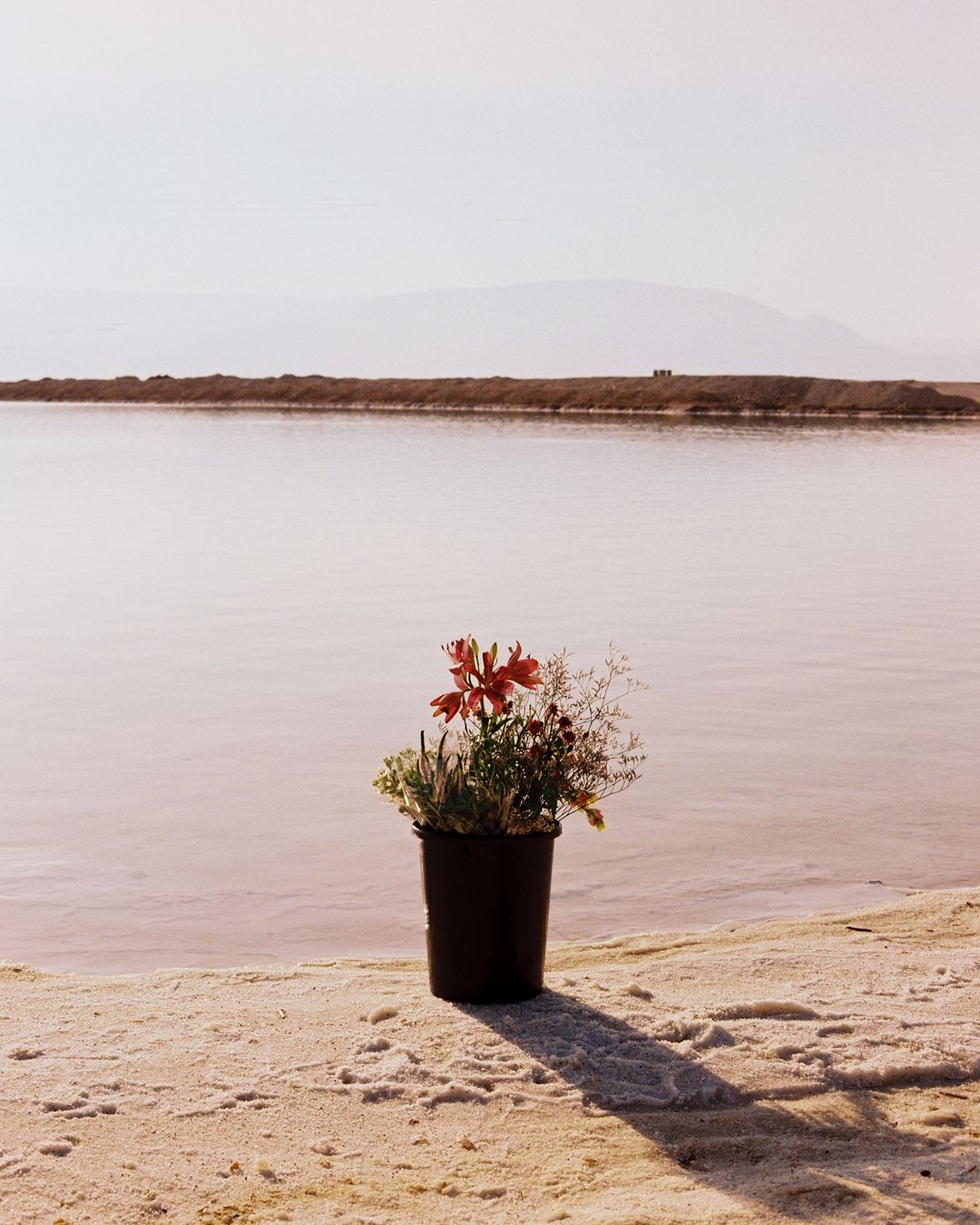 Flowers arranged in a black pot, placed on sand next to calm pink water, with distant mountains in the background under a bright sky.