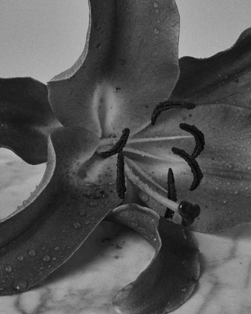 Monochromatic image of a lily flower with water droplets on the petals, lying on a marble surface, close-up shot with shallow depth of field.
