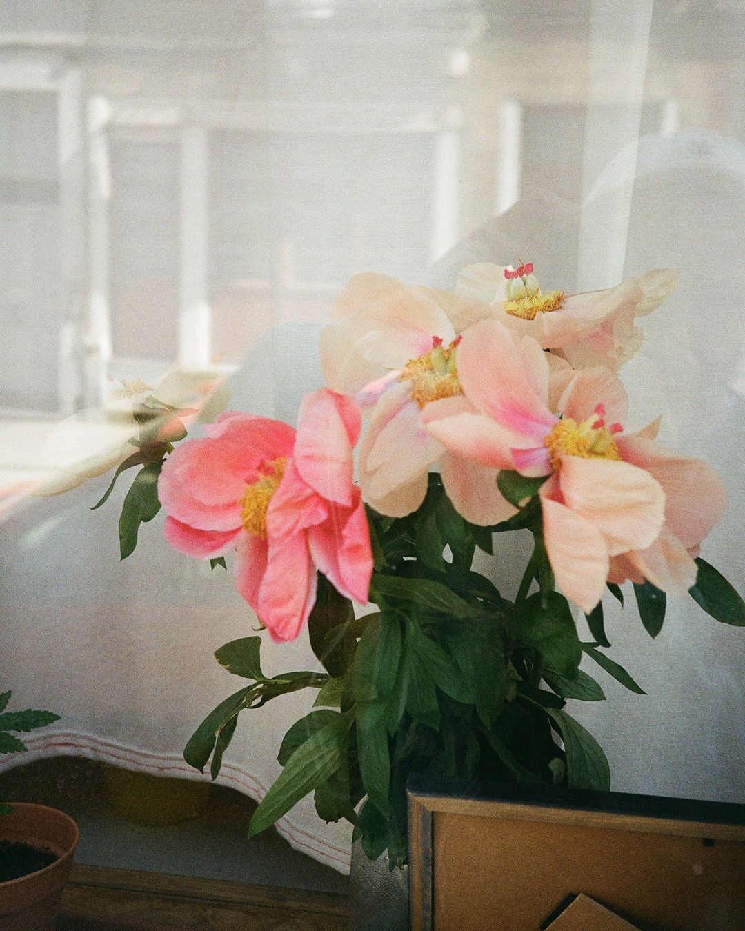 A bouquet of peach and pink peonies with green leaves sits in front of a sheer curtain, creating a soft, dreamy, and delicate floral image.