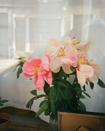 A bouquet of peach and pink peonies with green leaves sits in front of a sheer curtain, creating a soft, dreamy, and delicate floral image.