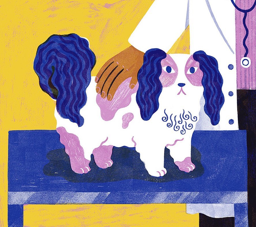 Illustration of a white Cavalier King Charles Spaniel dog being examined by a light-skinned veterinarian wearing a white coat and stethoscope.