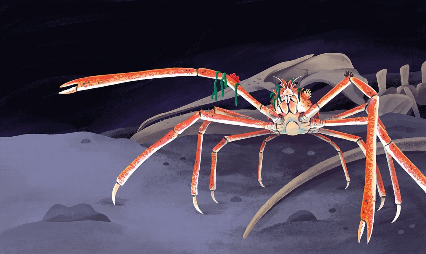 Illustration of a Japanese spider crab on the ocean floor, complete with an assortment of green seaweed-like decorations.