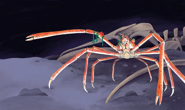 Illustration of a Japanese spider crab on the ocean floor, complete with an assortment of green seaweed-like decorations.