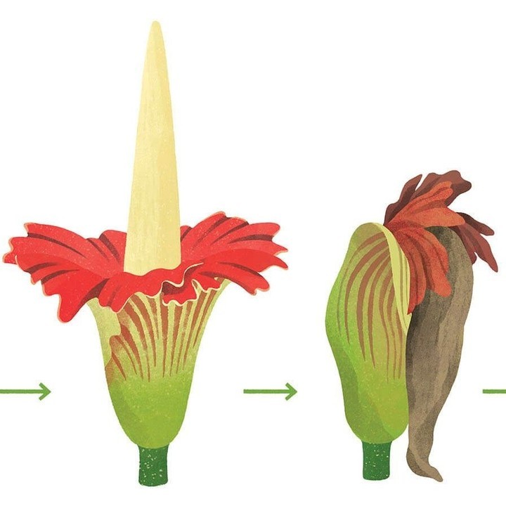 Illustration of the life cycle of the Titan Arum flower (Amorphophallus titanum) with three phases displayed from left to right on a white background.
