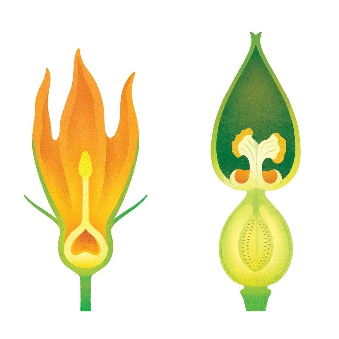 Illustrations of plant structures featuring cross-sections of flowering plants, showcasing botanical anatomy in a detailed, scientific style.